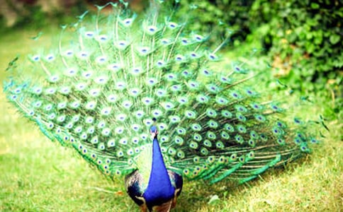 中班美術(shù)教案美麗的孔雀