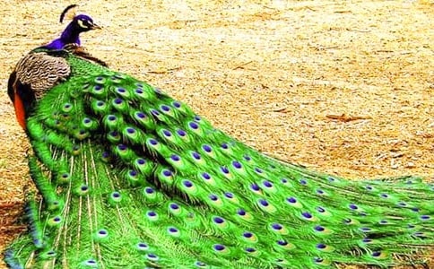 �P�ڿ�ȸ����