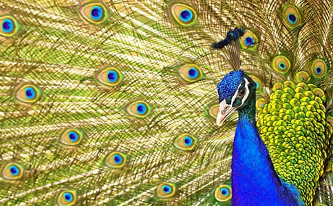 驕傲的孔雀作文