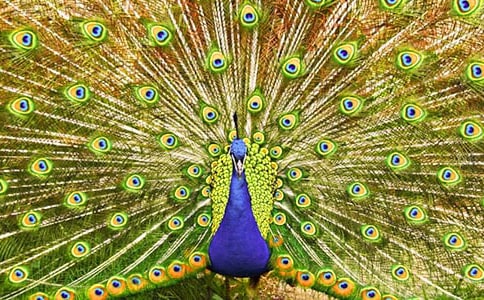 ��ϲ�g��ȸ����