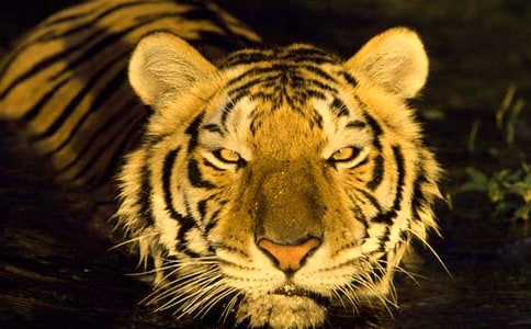 �ϻ��Ϯ�(d��ng)����