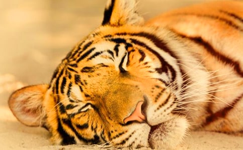 �茑(xi��)�ϻ��ľ��� 