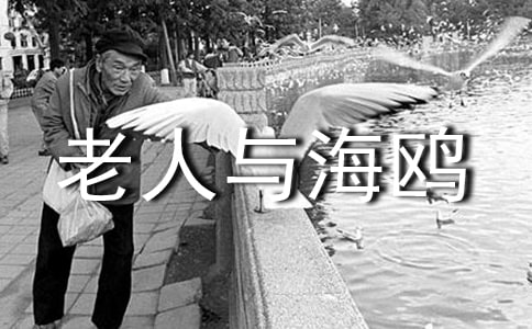 《老人與海鷗》教學(xué)設(shè)計(精選14篇)