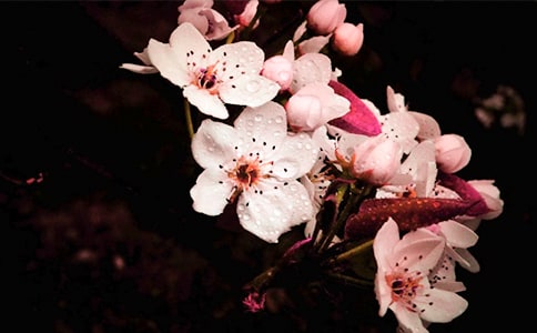 �����滨�ľ���27�l