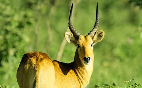 ����ľ������