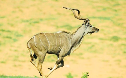 《羚羊木雕》資料:有助于理解《羚羊木雕》課文思想內(nèi)容的一些論述