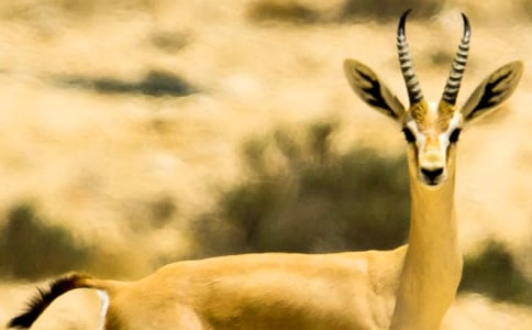 ����ľ������(9ƪ)