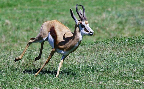 羚羊木雕教學(xué)設(shè)計