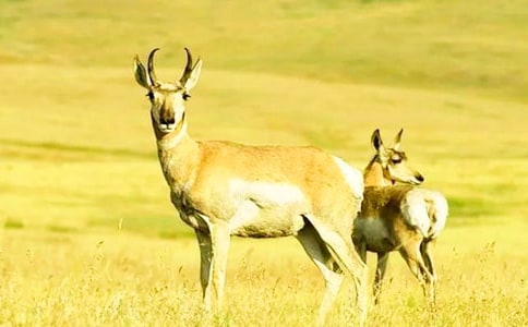 ������ľ��