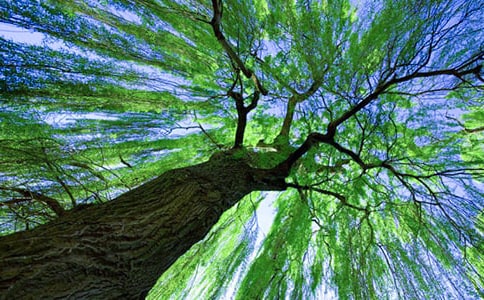 2024年形容柳樹(shù)的句子大集合50條