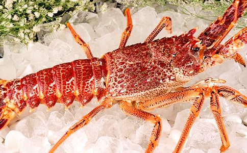 �����r����9ƪ