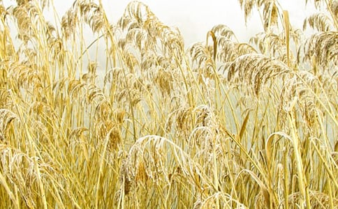 蘆葦?shù)幕貞沖1200字