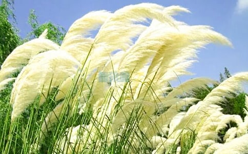 �l(f��)չ�JȔ�����ˮ̎���Gɫ���B(t��i)���̳�Փ