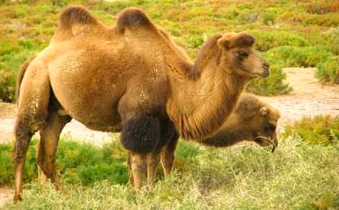 �����񄡷�C���Y��