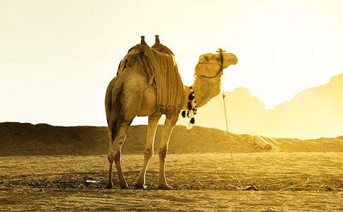 �T�񄃞(y��u)������