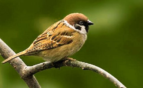 小麻雀作文(精選74篇)