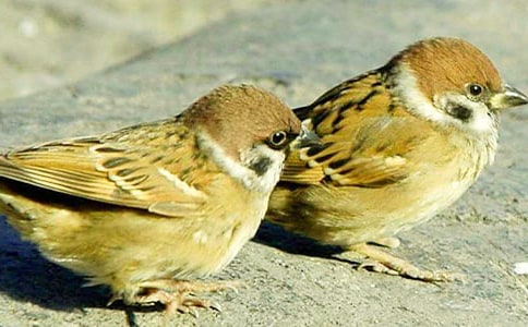 ����ȸ����