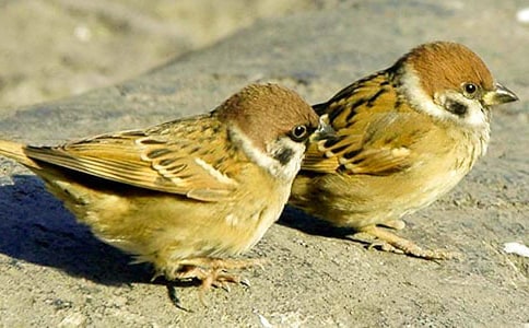 ����ȸ���̌W(xu��)�O(sh��)Ӌ(j��)���u(p��ng)��