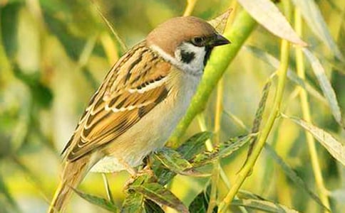 可愛(ài)的麻雀優(yōu)秀作文