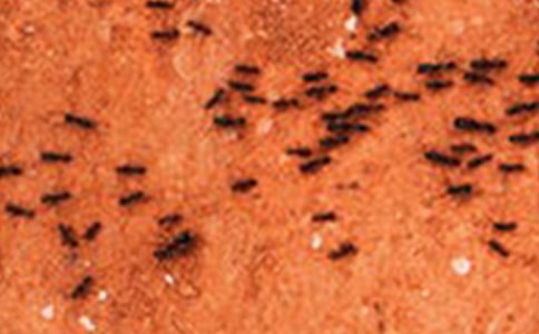 體育《螞蟻搬豆》教案