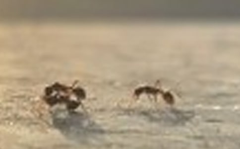 《螞蟻搬豆豆》中班體育教案與反思模板