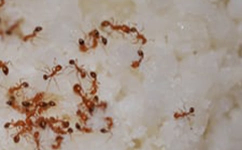 ����һֻΛρ���ģ�ͨ��50ƪ��