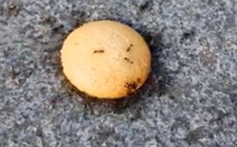 Λρ�Ć�ʾ����500��