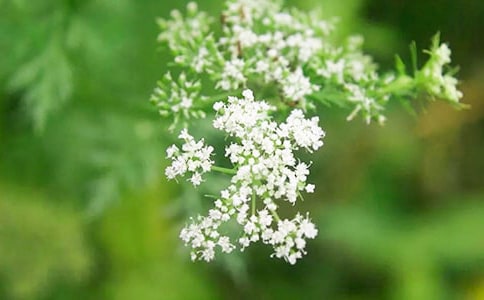 ����M���ǹ�����(13ƪ)