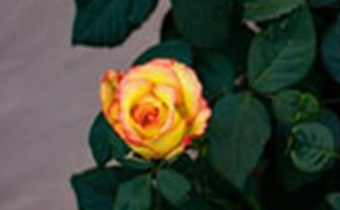 送人玫瑰手留余香作文