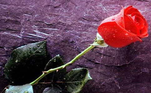 描寫玫瑰花的句子