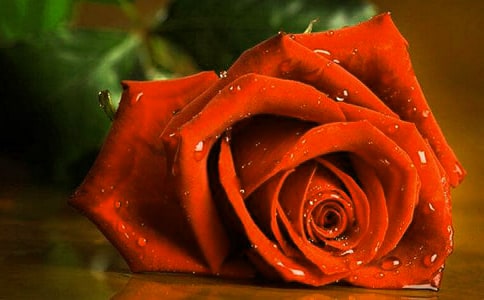 守望滿園歌唱的玫瑰作文