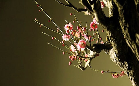 �茑÷���ĺ��~�þ�