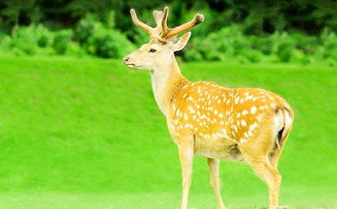 ���P(gu��n)÷��¹�ă�(y��u)�����ģ����x28ƪ��