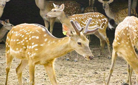 ÷��¹�Ľ̌W�OӋ