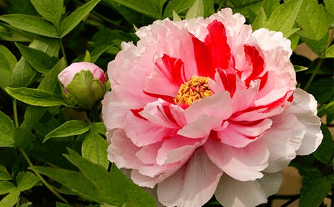 ĵ��С�W(xu��)������8ƪ