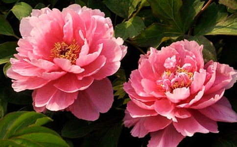 牡丹花開(kāi)小學(xué)生作文