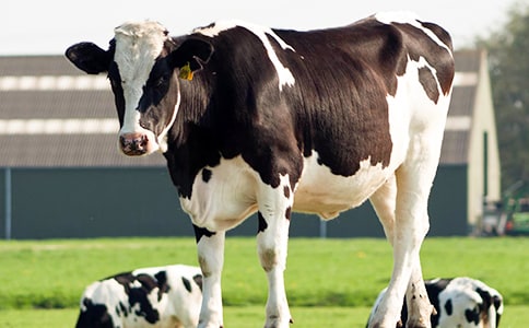 ��ţ�B(y��ng)ֳ�彛(j��ng)��(j��)�l(f��)չ��r�{(di��o)�Ј�淶��