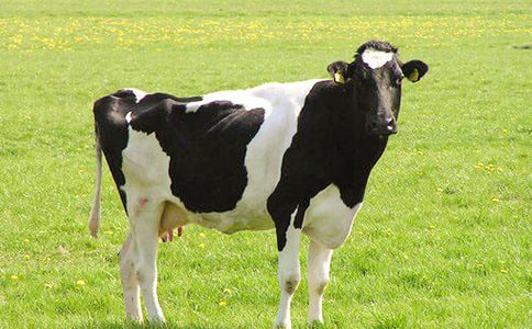 ͸�^*****��ţ�B(y��ng)ֳՄ��(d��ng)ǰ�����I(y��)�l(f��)չ�Ď��c(di��n)˼���c��(du��)��