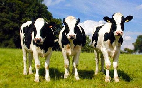 ͸�^*****��ţ�B(y��ng)ֳՄ��ǰ�����I(y��)�l(f��)չ�Ď��c˼���c����