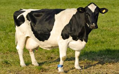 ���������������Ľ̌W(xu��)�O(sh��)Ӌ