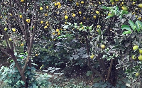 �r�Ҙ�����(9ƪ)