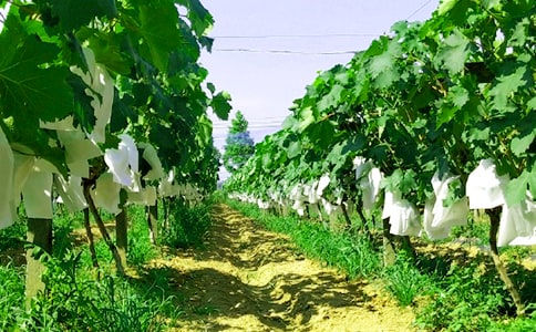 農(nóng)家樂作文15篇