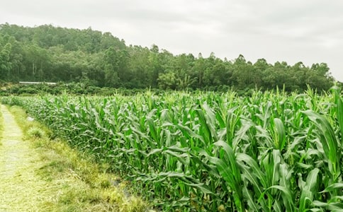 游農(nóng)家樂作文