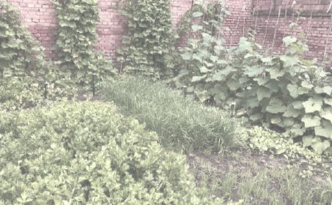 關(guān)于農(nóng)作物種合同范文匯編六篇