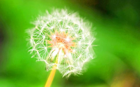 蒲公英的種子優(yōu)秀作文