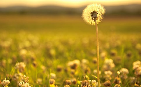 盛開的蒲公英作文