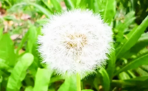 我發(fā)現(xiàn)蒲公英會變色作文