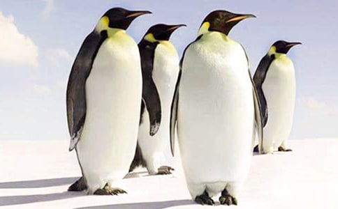 【熱門】企鵝優(yōu)秀作文