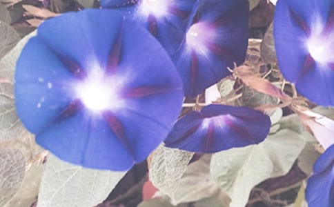 �茑��ţ���ă�(y��u)�����ģ����x3ƪ��