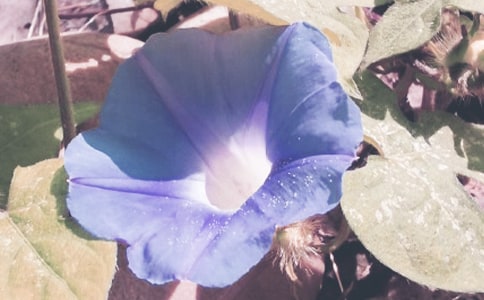 �茑��ţ��������